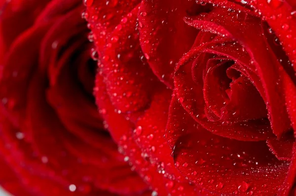 Macro foto van donkere rode roos met waterdruppels. extreme close-up . — Stockfoto