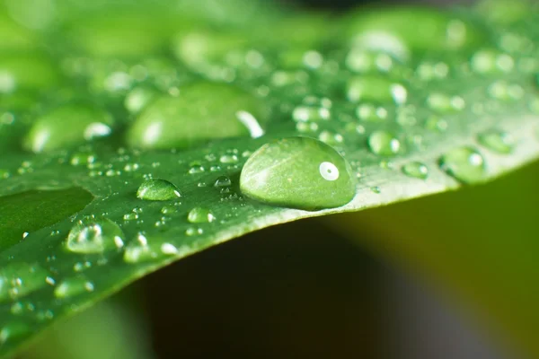 Blatt und Tropfen — Stockfoto