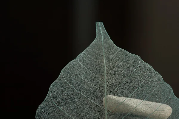 Сухой лист — стоковое фото