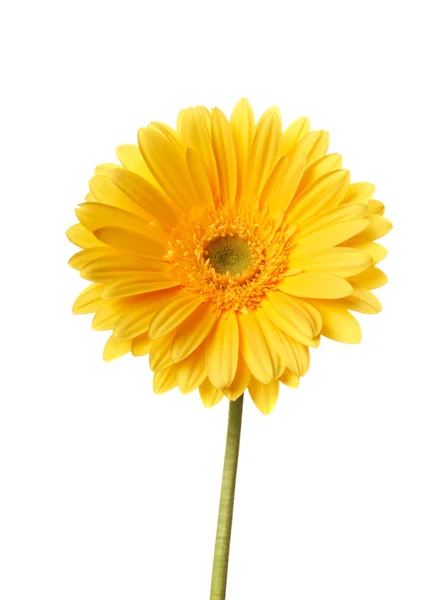 Belles pétales de fleurs jaunes gros plan — Photo