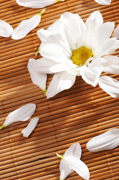 stock image Flowers spa