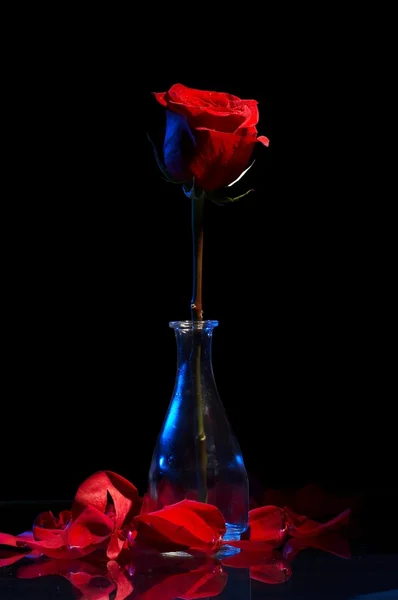 stock image Red rose