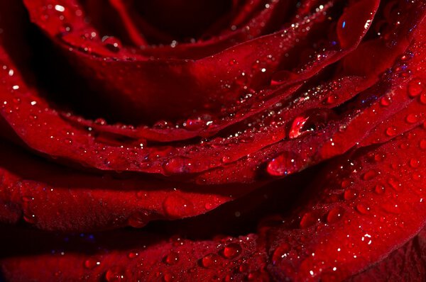 Macro image of dark red rose with water droplets. Extreme close-up .