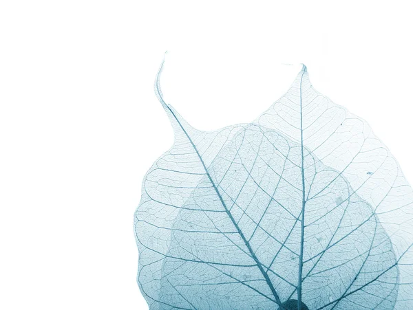 Сухой лист — стоковое фото