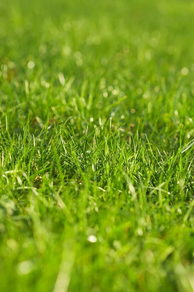 Unga saftigt grönt gräs — Stockfoto