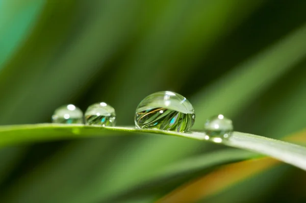 Gouttes avec herbe verte — Photo