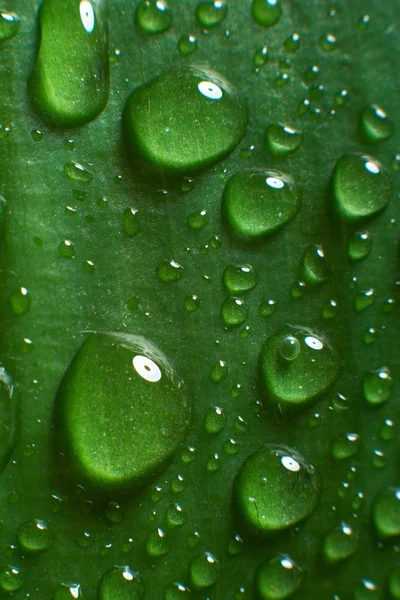 Hoja y gota —  Fotos de Stock