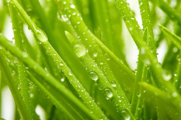 Genç sulu yeşil çimen — Stok fotoğraf