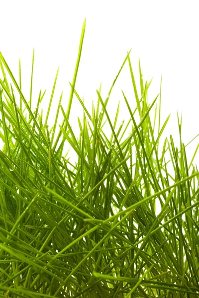 stock image Young juicy green grass