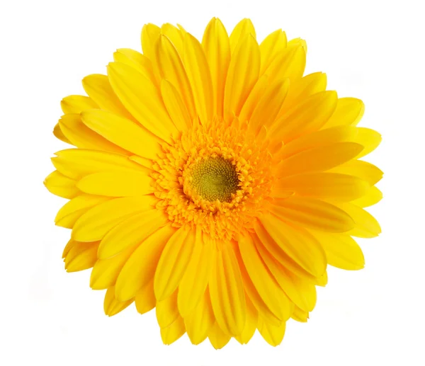 Schöne gelbe Blütenblätter Nahaufnahme — Stockfoto