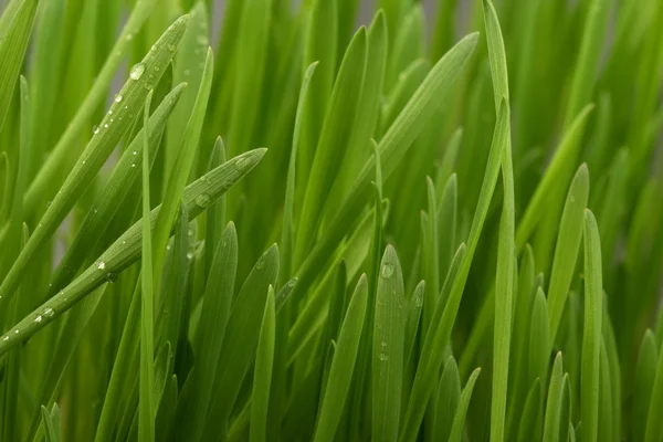 stock image Young juicy green grass on a white background