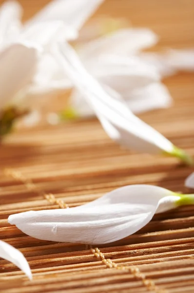 stock image Flowers spa