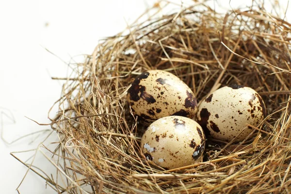 stock image Egg in a real nest