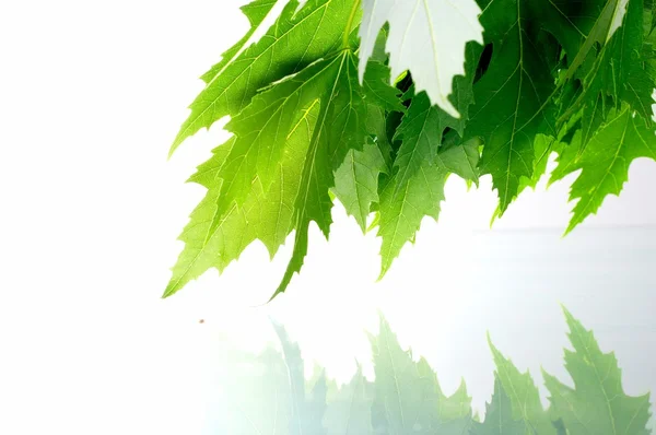Foglie di acero fresco verde — Foto Stock