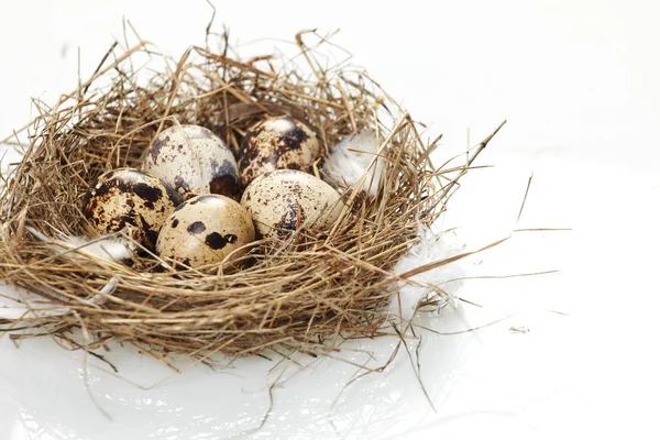 stock image Egg in a real nest