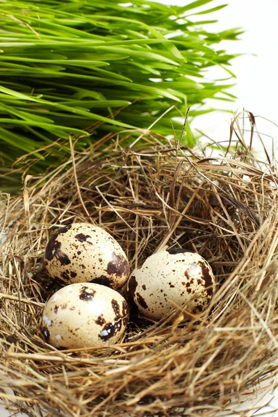 stock image Egg in a real nest