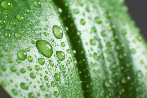 Hoja y gota — Foto de Stock