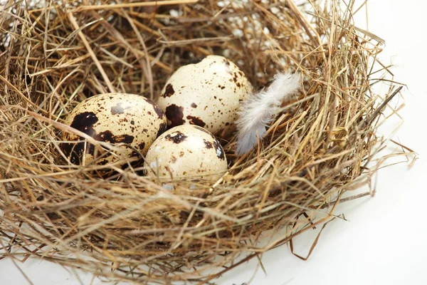 stock image Egg in a real nest