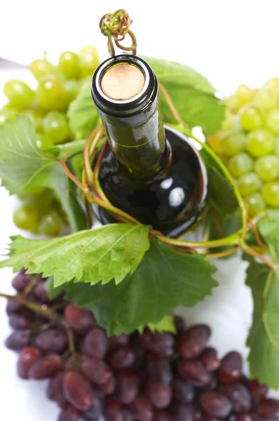 ワインのボトルと若いブドウのつる — ストック写真