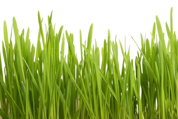 Young juicy green grass on a white background — Stock Photo, Image