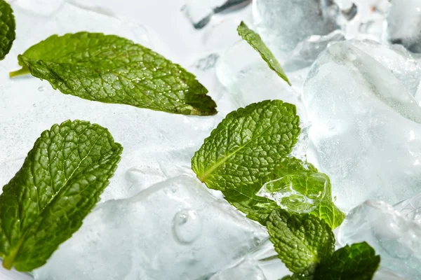 stock image Leaves of mint in ice