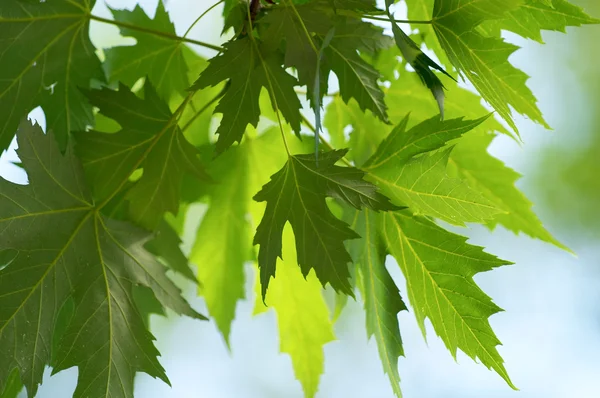 stock image Green leaves