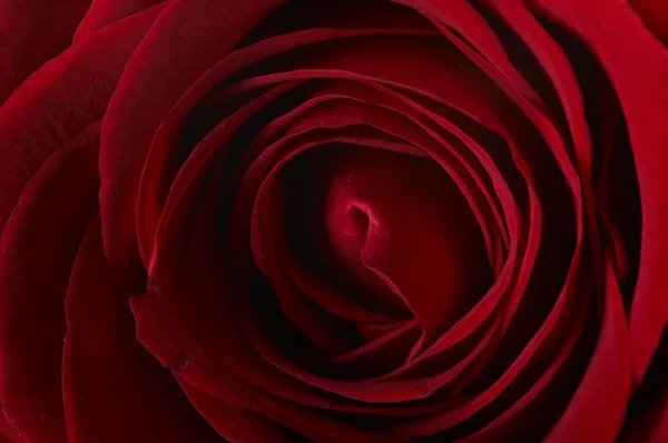 Роза — стоковое фото