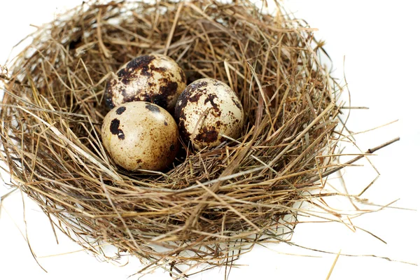 stock image Egg in a real nest