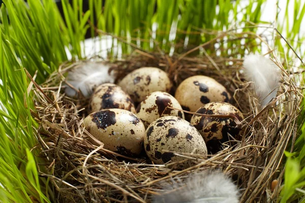 stock image Egg in a real nest