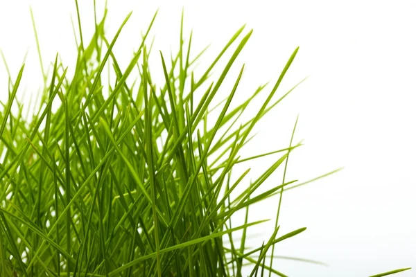 Young juicy green grass — Stock Photo, Image