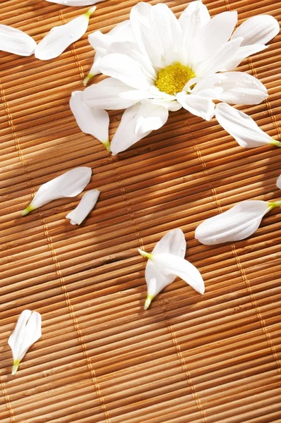 stock image Flowers spa