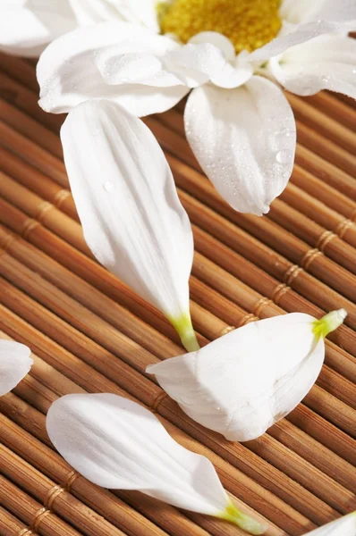 stock image Flowers spa