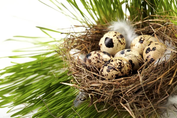 本物の巣に卵します。 — ストック写真