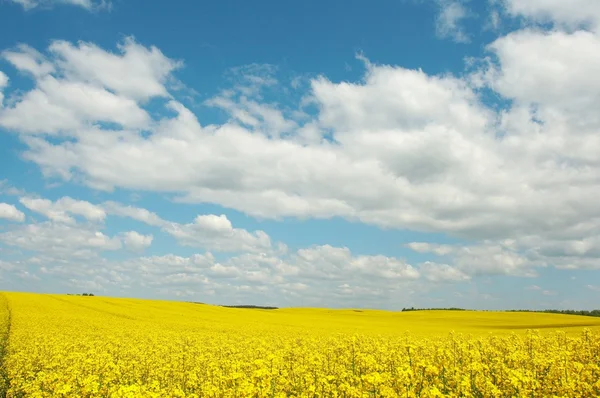 Żółte pole — Zdjęcie stockowe