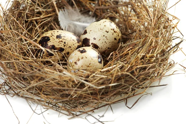 Uovo in un vero nido — Foto Stock
