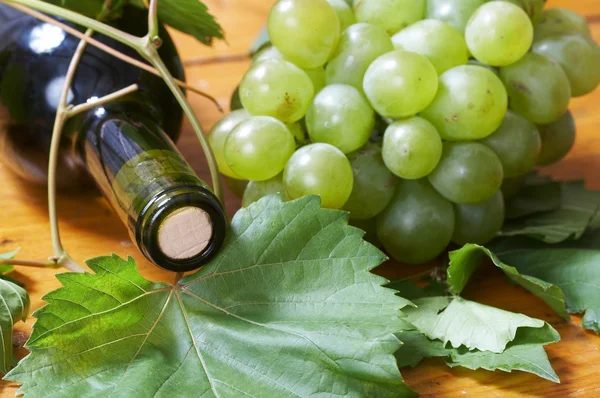 Garrafa de vinho e videira de uva jovem — Fotografia de Stock