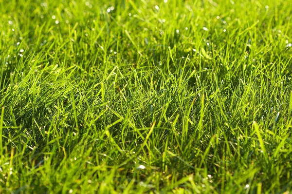 若いジューシーな緑の芝生 — ストック写真