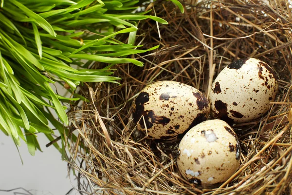 stock image Egg in a real nest