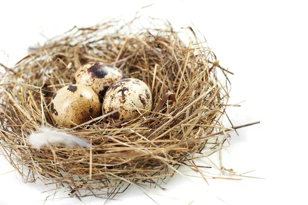 Stock image Egg in a real nest