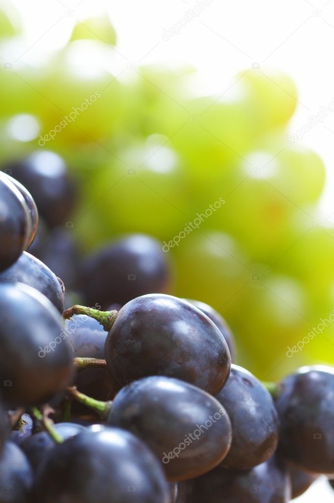 Grapes berry