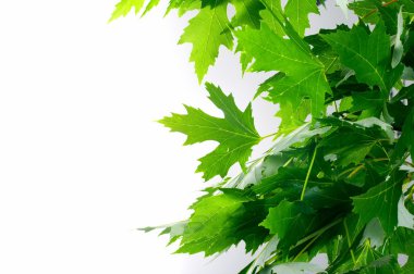 Yeşil taze akçaağaç yaprakları