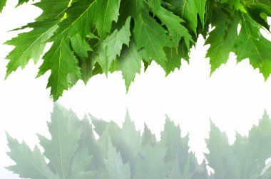 Yeşil taze akçaağaç yaprakları