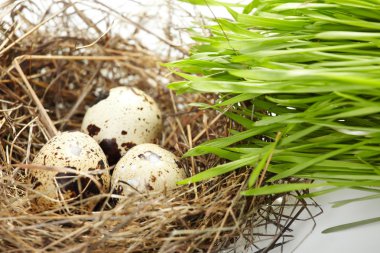 gerçek bir yuvada yumurta