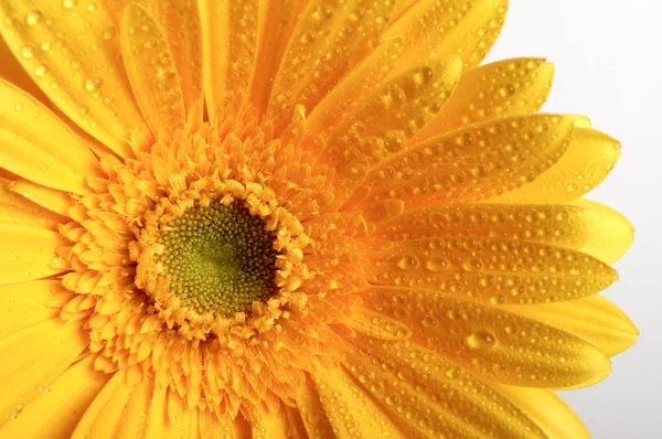 Krásný žlutý květ slunečnice closeup — Stock fotografie