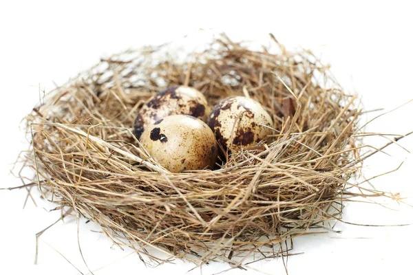 stock image Egg in a real nest