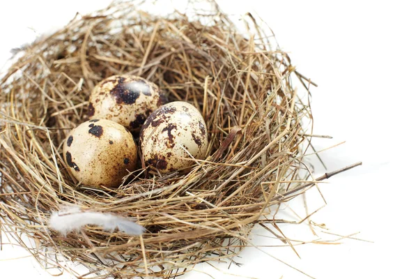 stock image Egg in a real nest