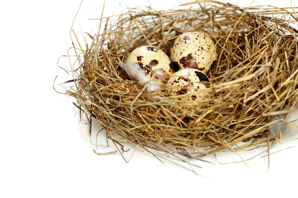 Ei in een echte nest — Stockfoto