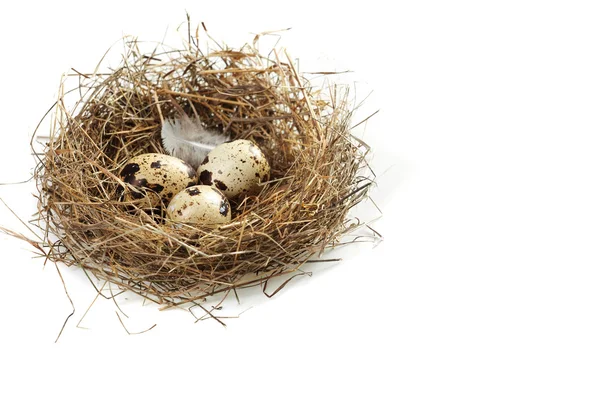 stock image Egg in a real nest