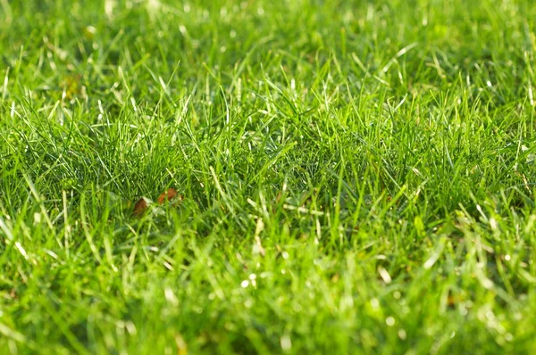 Jovem grama verde suculenta — Fotografia de Stock