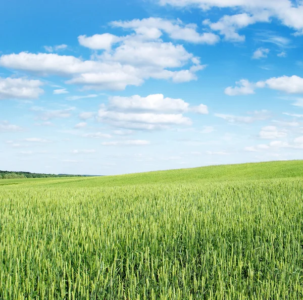 Landschap, blauwe hemel en witte wolken — Stockfoto